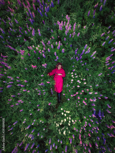 Beautiful woman in pink lying in spring or summer meadow. Young blond girl enjoying lying on her back on green grass with field of lupin flowers relaxing. Top down aerial drone view 