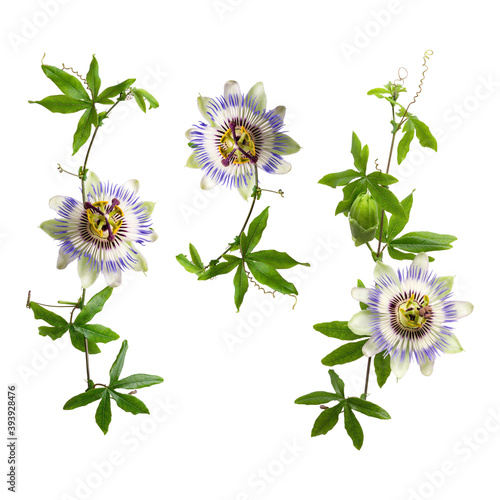 Set of passiflora passionflower branches isolated on white background. Big beautiful flower. A branch of creepers.