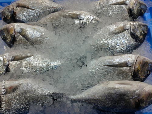 ryby jedzenie morskie srebrne świeże lód