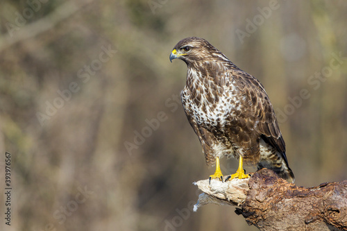 Mäusebussard (Buteo buteo)