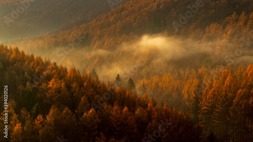 朝日に輝くカラマツの森 秋 北海道 絶景