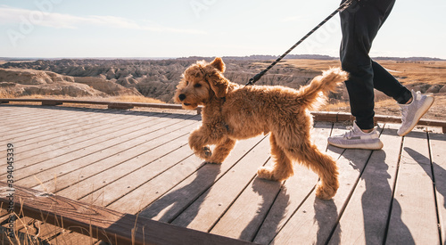 Badlands Puppy Golden Doodle Puppy Boardwalk Puppy in Badlands