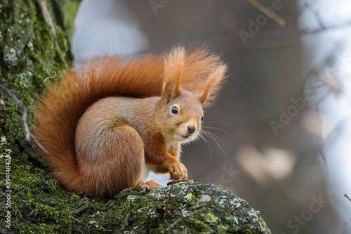 Eichhörnchen (Sciurus vulgaris)