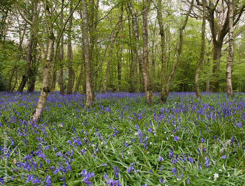 Bluebells in a wood, England.