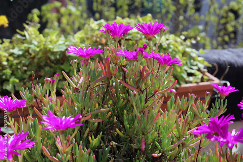 Drosanthemum Hispidum fiorita e assolata