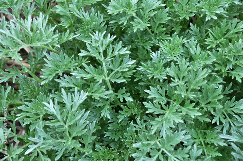 Bitter wormwood (Artemisia absinthium) bush grows in nature