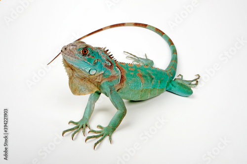 Grüner Leguan, blaue Farbvariante // Green iguana, blue colour morph (Iguana iguana)