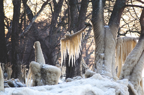 Zimowa sceneria skuty lodem pień drzewa kojarzący się z symbolem płodności