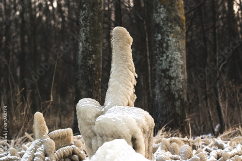 Zimowa sceneria skuty lodem pień drzewa kojarzący się z symbolem płodności