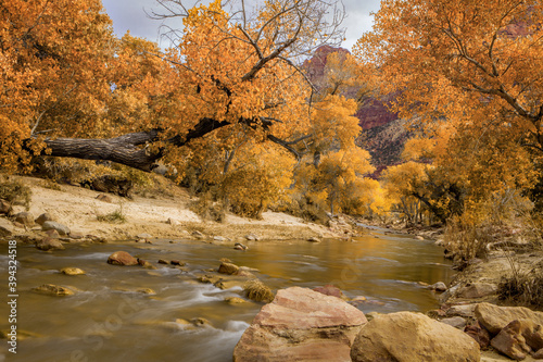 Golden cottonwoods along the Virgin River in Zion National Park at autumn