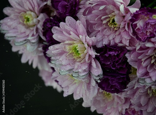 Chrysanthemums and carnations pink and violet flowers and reflections on water for background chryzantemy i goździki odbicie lustrzane romantyczne i delikatne tło kwiatowe