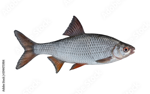 Fresh alive roach fish isolated on white background. Latina rutilus rutilus