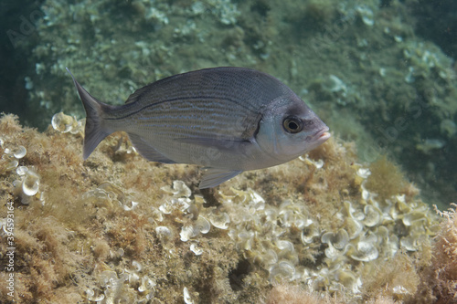 Black seabream (Spondyliosoma cantharus) in Mediterranean Sea