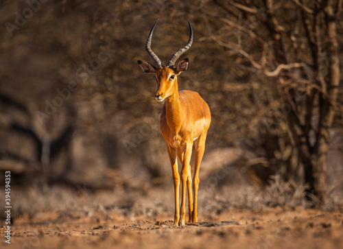 Impala (Aepyceros melampus) in front-view