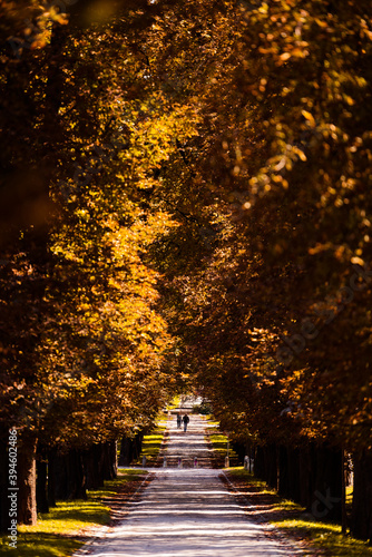 Beautiful parkway in the Tivoli Park in Ljubljana in autumn with orange brown colored backlit leaf trees