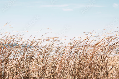 Dry sedge grass flutters in the wind next to a lake or river.Golden sedge grass in the fall in the sun. Abstract natural background. Natural Beige or Set Sail Champagne Background