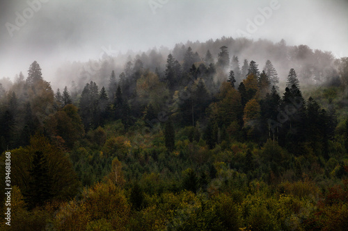 Jesienny las we mgle, Bieszczady, Polska