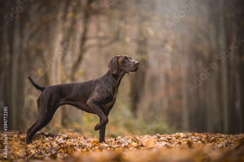 Brown German Shorthaired Pointer 