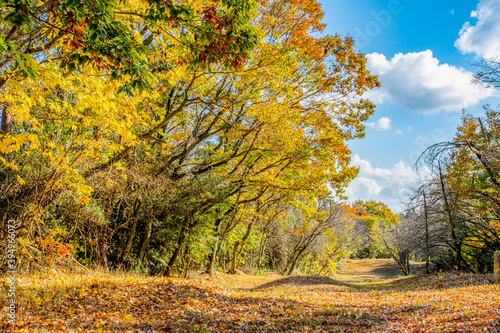 【秋】青空の下にある森林公園の自然風景 紅葉