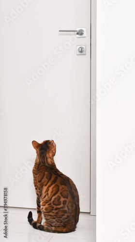 Bright spotted bengal cat looking at closed door on white background