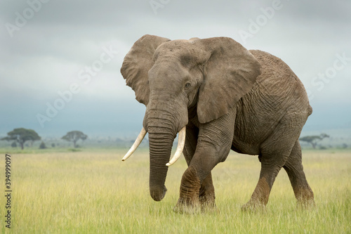 African elephant (Loxodonta africana) bull walking on savanna, looking at camera, Amboseli national park, Kenya.