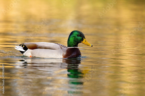 Mallard, anas platyrhynchos, male floating on water in winter nature. Colorful drake with brown body and green head swimming in river in spring. Wild green duck bathing in lake.