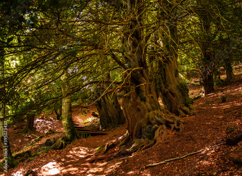 Path inside a forest of ancient yew trees in La Tejeda de Tosande, Palencia, Spain.