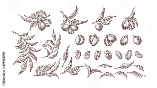 Pecan nut set Vector plant Hand drawn illustration