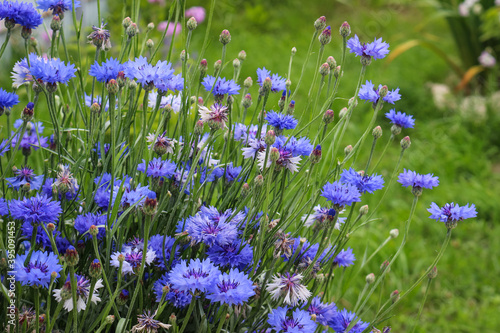 Wonderful blooming of Blue cornflowers on green background.