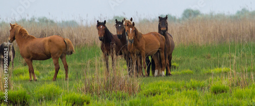  Wild horses in the Danube Delta, Romania