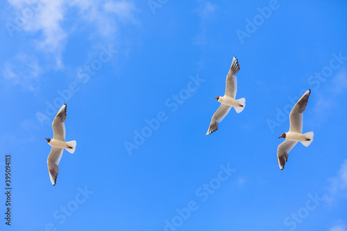Trzy rybitwy lecą razem na tle błękitnego letniego nieba