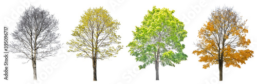 four seasons large maple tree isolated on white