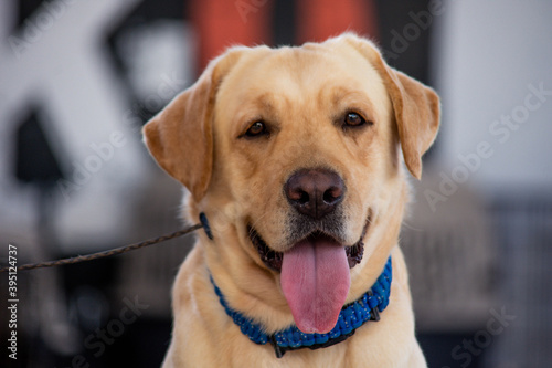 labrador retrato