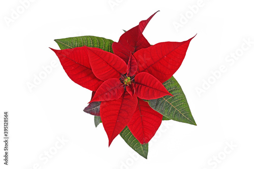 Top view of single blooming red poinsettia flower on white background