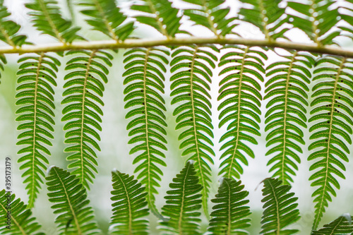 Overlapping fern fronds making a pattern