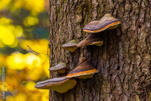 Woody mushroom or Fomitopsis pinicola on the tree