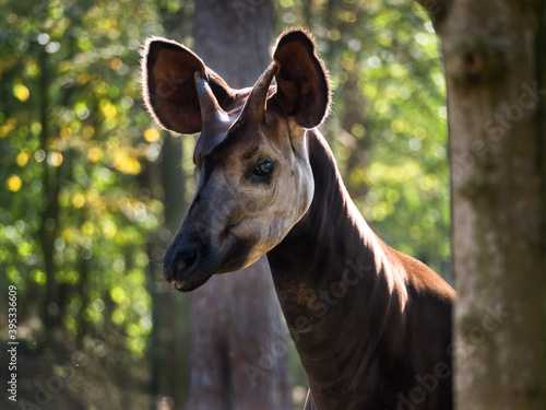 Close-up of an okapi, forest giraffe or zebra giraffe