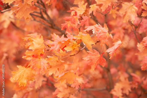 Orange and red maple leaves are blown by a cold autumn wind but still cover the branches.