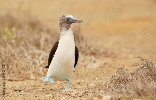 Blue-footed booby (Sula nebouxii) Ecuador, Isla de la Plata