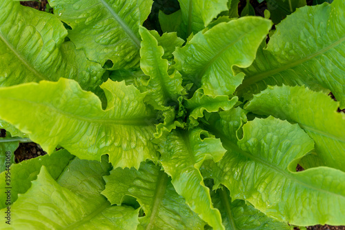 Matured leaves of Lactuca sativa var longifolia in garden