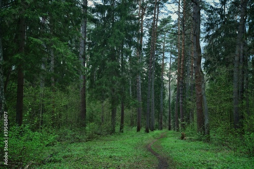 winding empty path in the forest between tall pines, nature of Russia