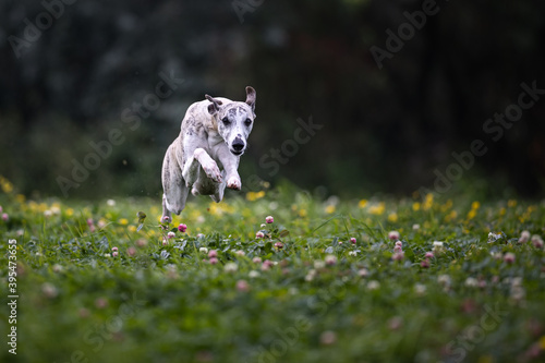Whippet in vollem Tempo