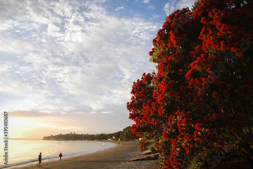 People walking on Takapuna beach in the morning with Pohutukawa flowers in full bloom