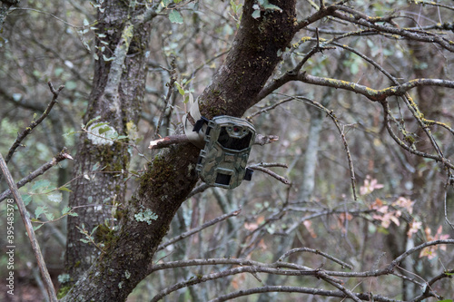 Photographic camera trap with infrared radiation and a motion detector, attached by straps to a tree in the Mediterranean forest.