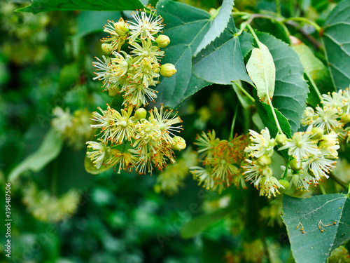 Kwiaty Lipy (Tilia) są stosowana w ludowym lecznictwie i są miododajne i bardzo aromatycznym zapachu 