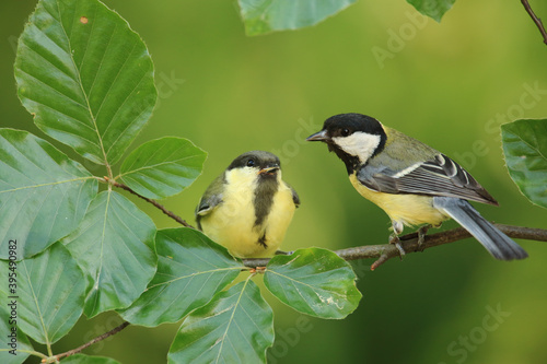 Great tits, parent and baby on branch