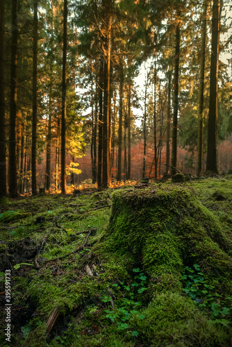 Herbstwald im Sonnenlicht