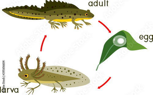 Newt life cycle. Sequence of stages of development of crested newt from egg to adult animal isolated on white background
