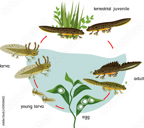 Newt life cycle. Sequence of stages of development of crested newt from egg to adult animal with titles