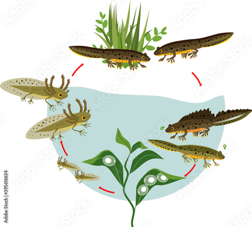 Newt life cycle. Sequence of stages of development of crested newt from egg to adult animal